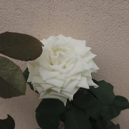 Turisticos El Refugio Apartment Mora de Rubielos